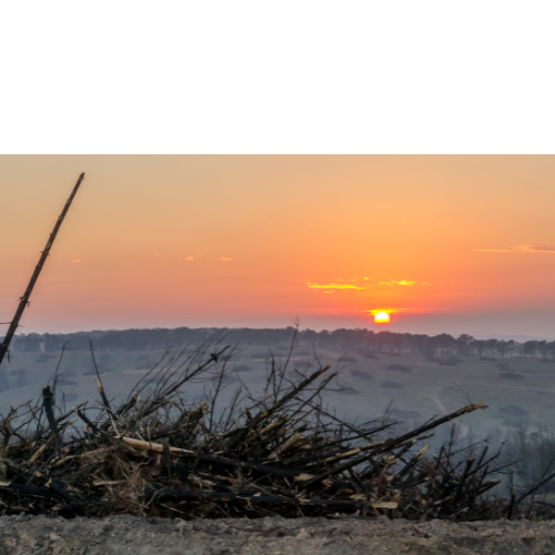 tas de bois coucher de soleil